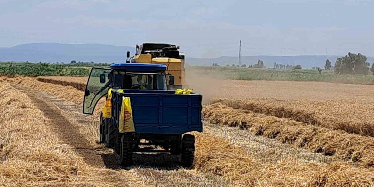 Söke Ovası’nda Buğday hasadı gecikmeli de olsa başladı