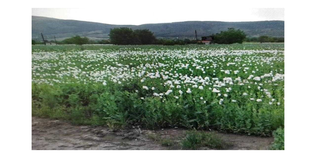 Uyuşturucu tacirlerine Denizli’de büyük darbe