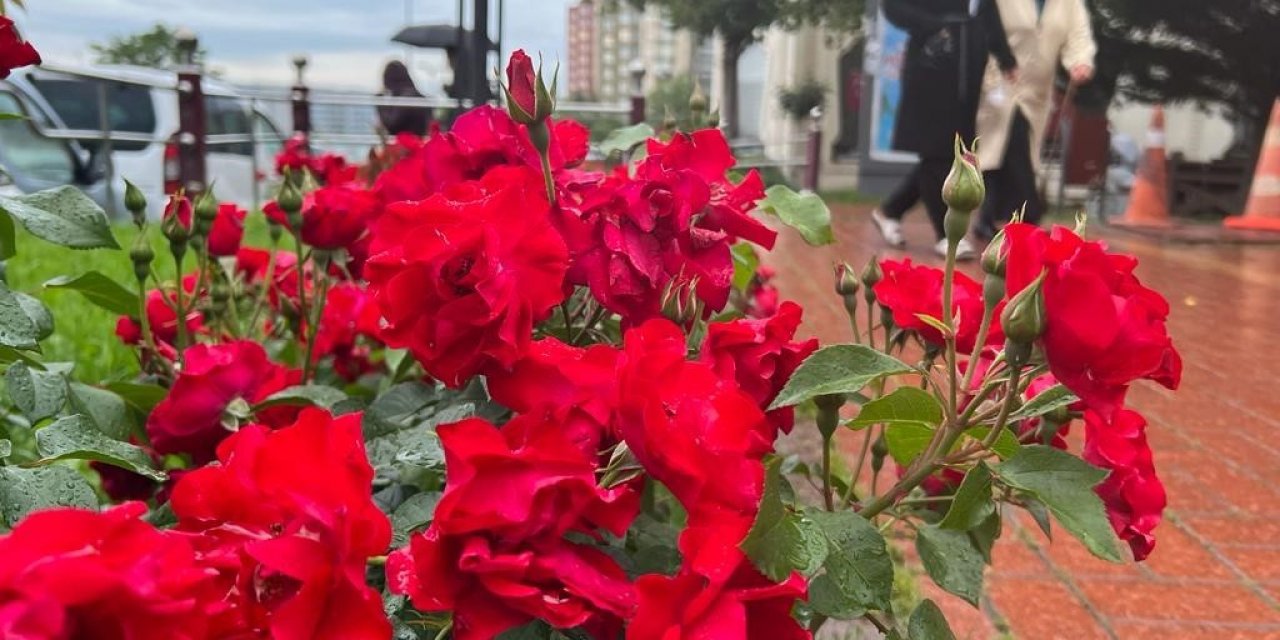 Güller diyarı Keçiören