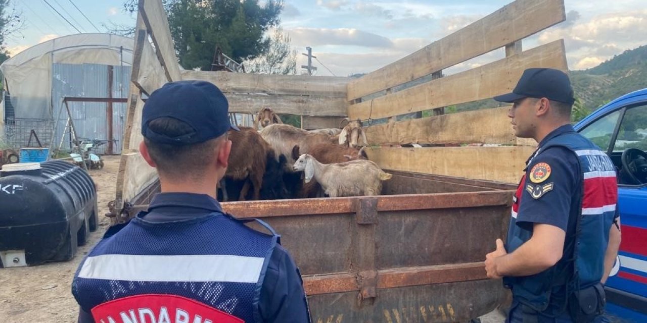 Bilecik’te ormanda kaybolan 11 küçükbaş hayvanı jandarma buldu
