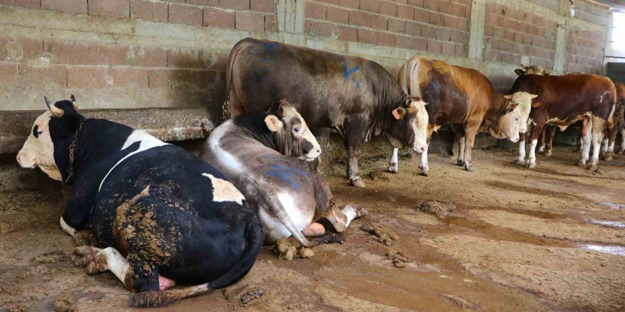 Kurbanlık satışları başladı, hisseli büyükbaş satışları arttı