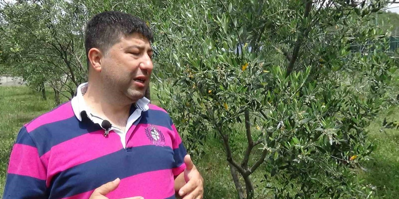 Zeytin üreticisinin gözü Haziran yağmurlarında
