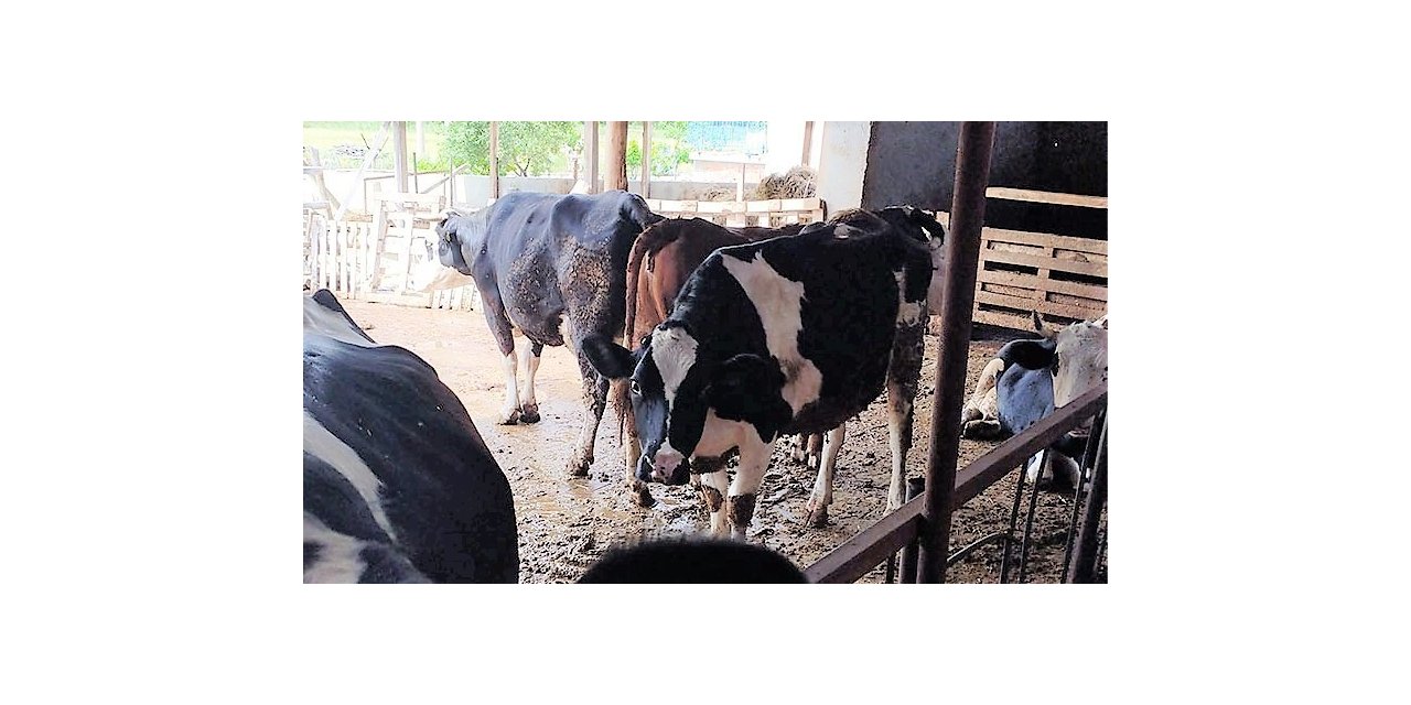 Süt üreticileri artan maliyetler karşısında yem desteği talep etti