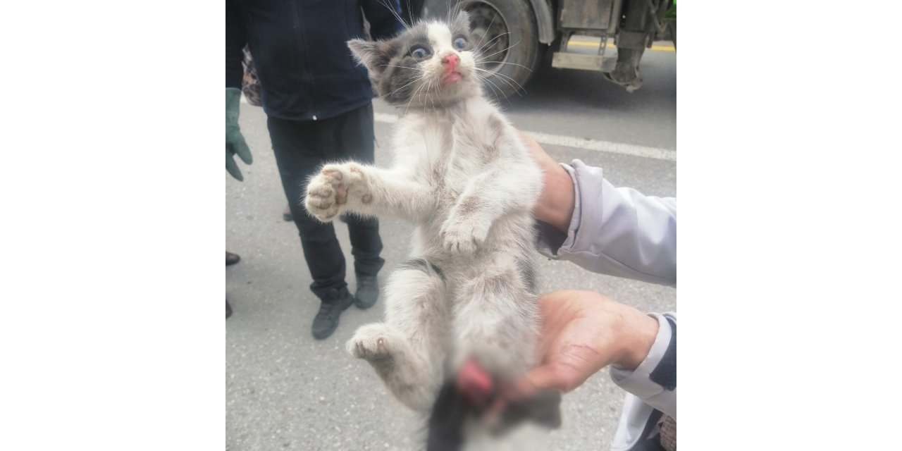 Otomobil tekeri ile balata arasına sıkışan kedi yaralandı