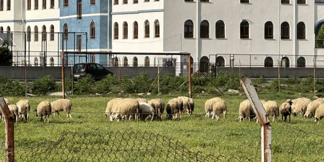 Eski futbol sahası koyunların otlama yeri oldu