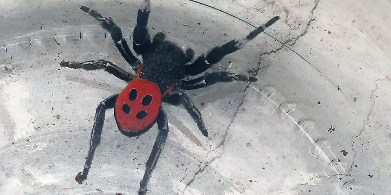 Denizli’de zehirli uğur böceği örümceği görüldü