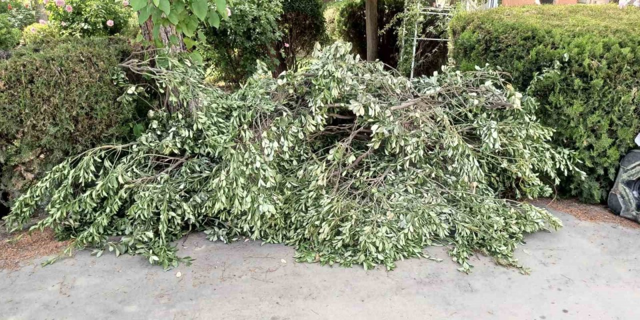 Siirt Üniversitesinde ağaç katliamı tepkilere neden oldu