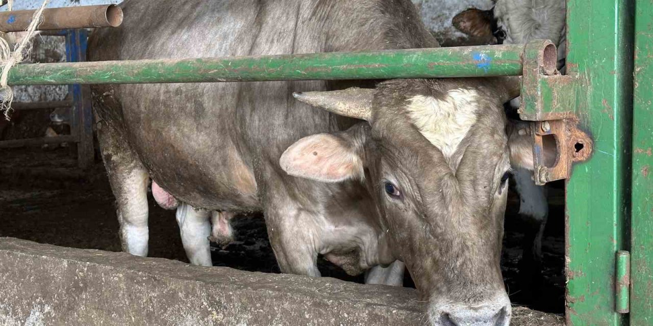 Alnında kalp şekli olan dana görenleri şaşırtıyor
