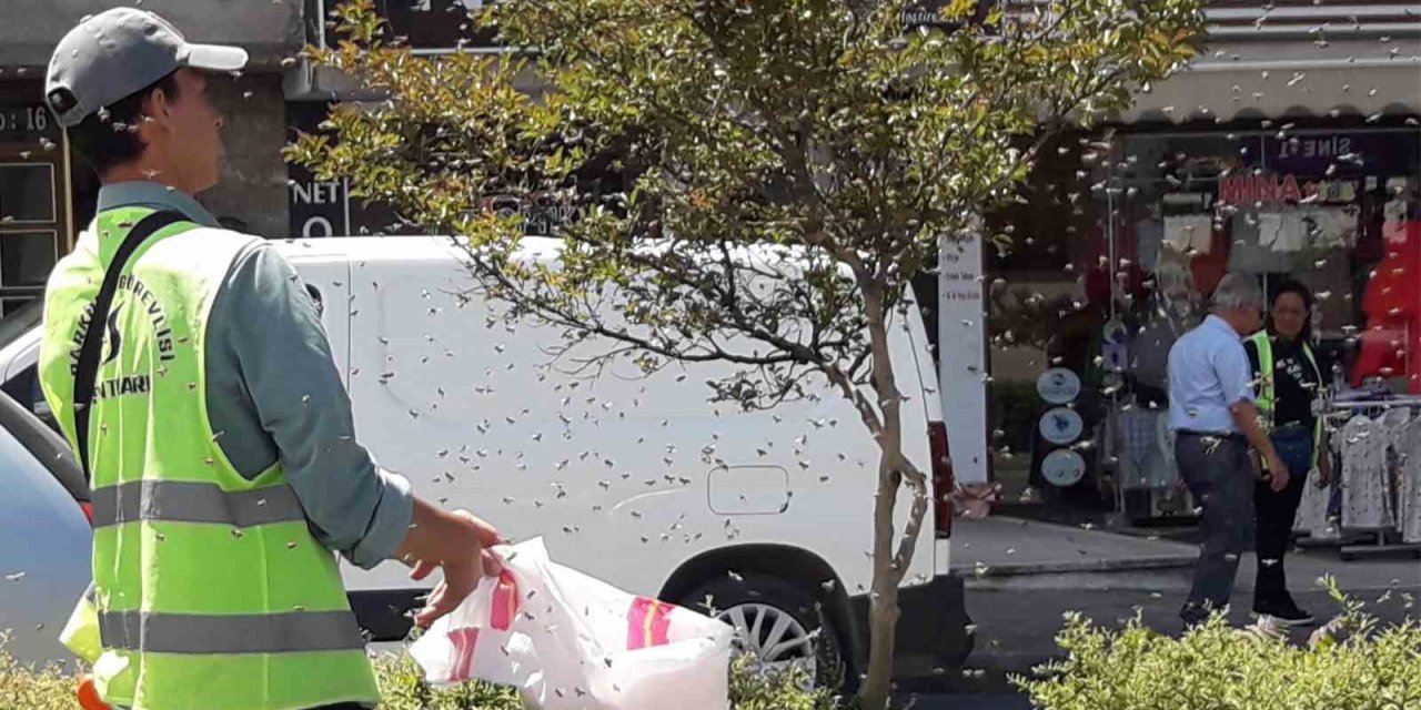 Şehrin göbeğinde arılar oğul verdi