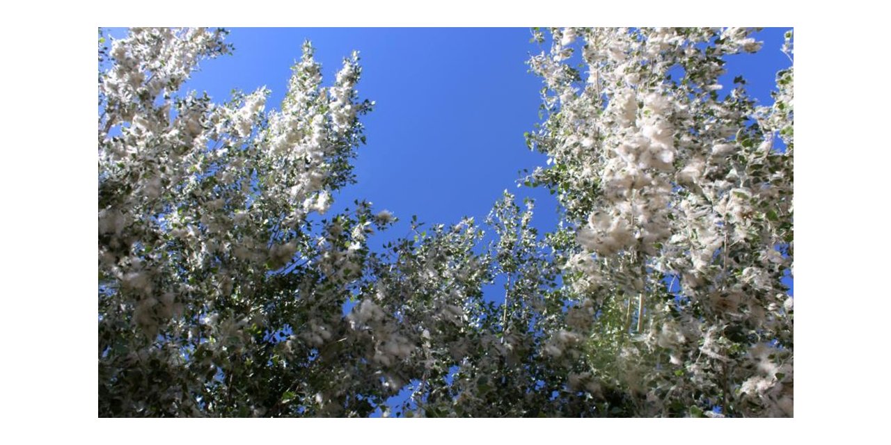 Van’da polen yoğunluğu: Alerjik hastalığı olanlara uyarı