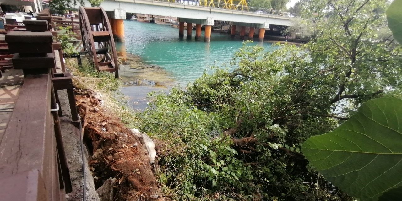 Irmak kenarındaki karacaağaç, şiddetli rüzgara direnemedi