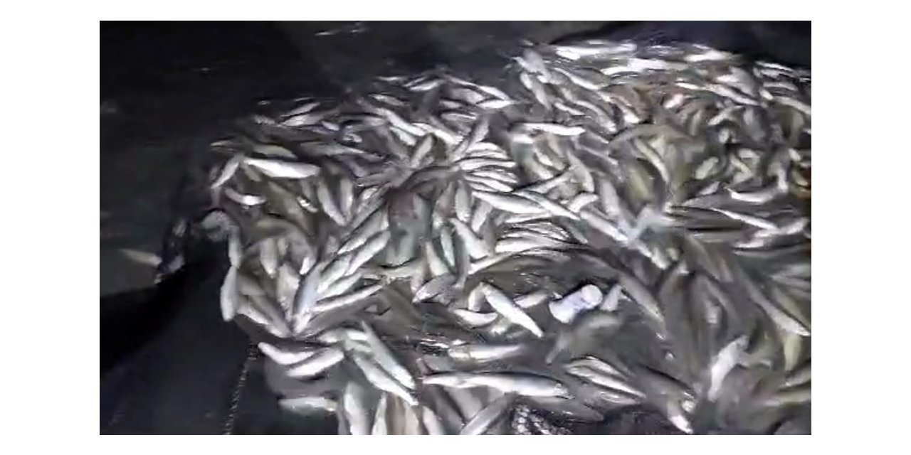 Ağa takılı 2 ton inci kefali kurtarıldı