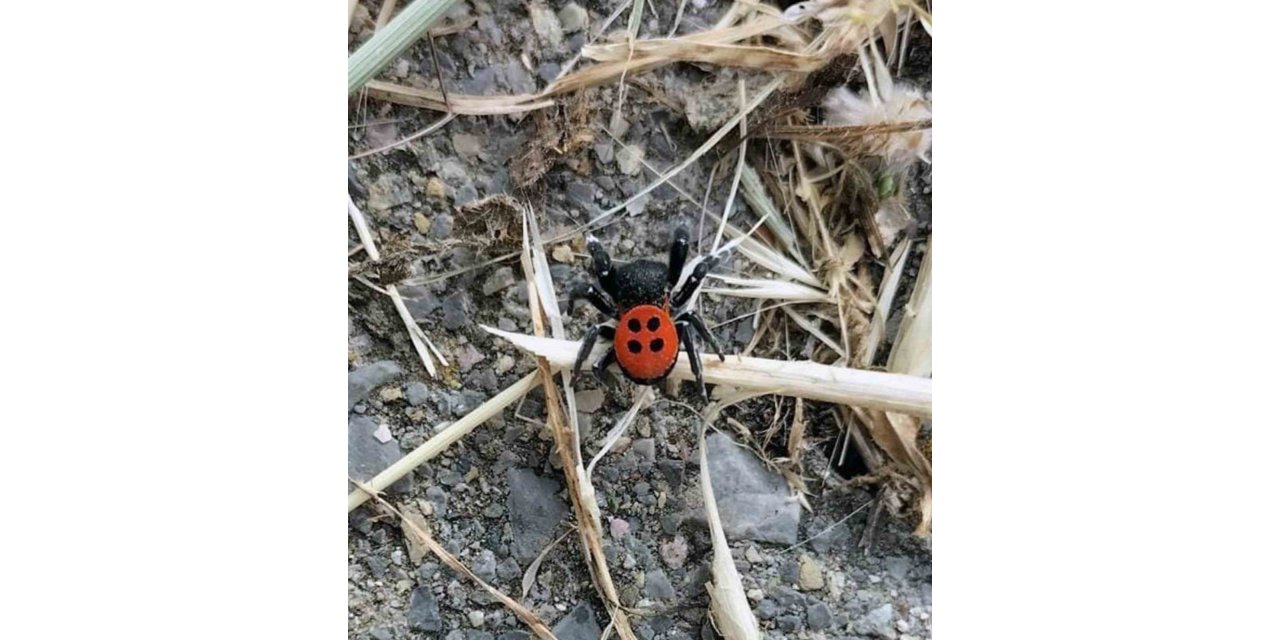 Muğla’da zehirli Uğur Böceği görüldü
