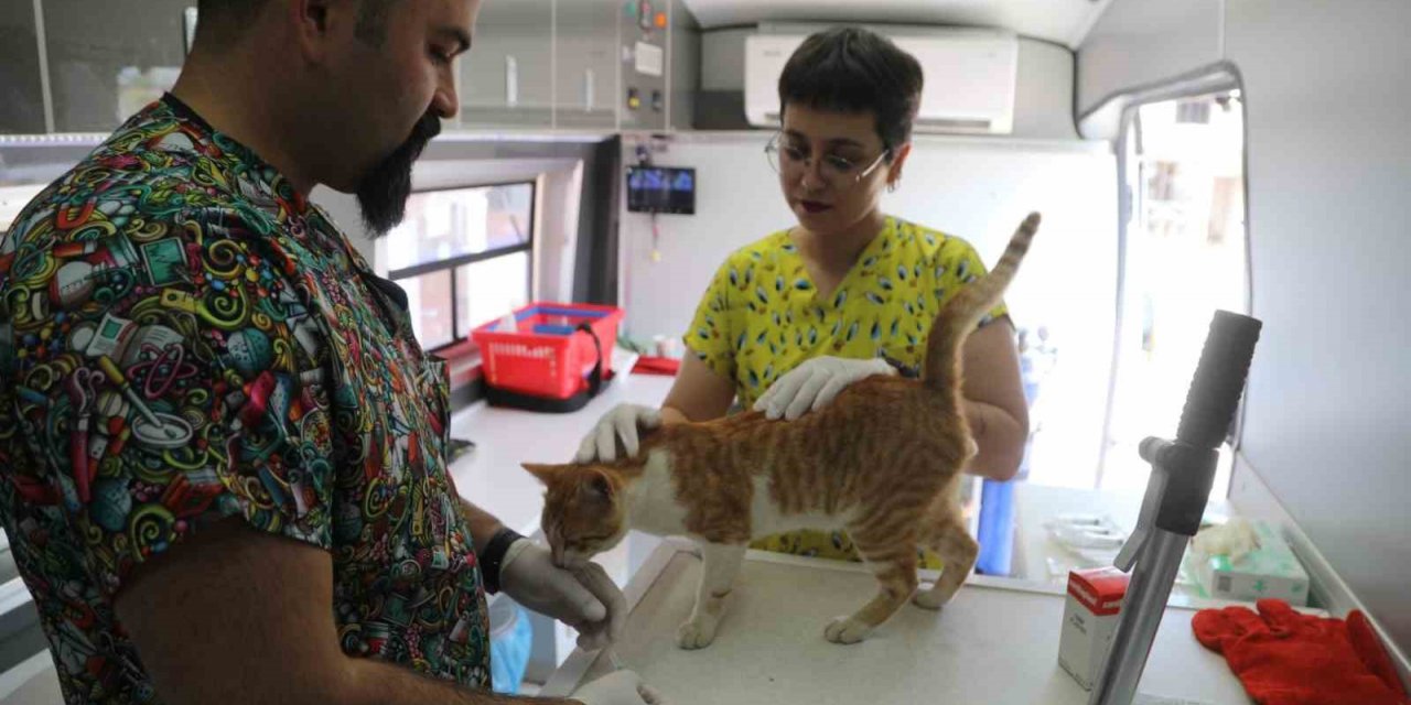 Belediye, sokak hayvanları için çalışmaya devam ediyor