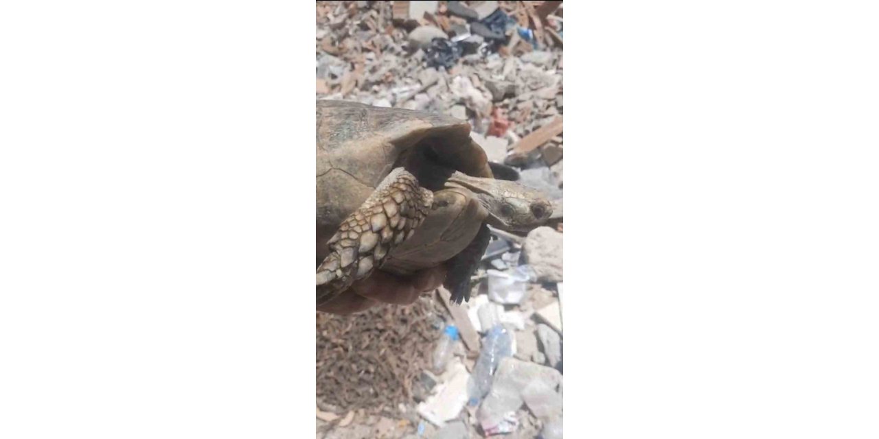 Enkazda olan kaplumbağa kurtarıldı