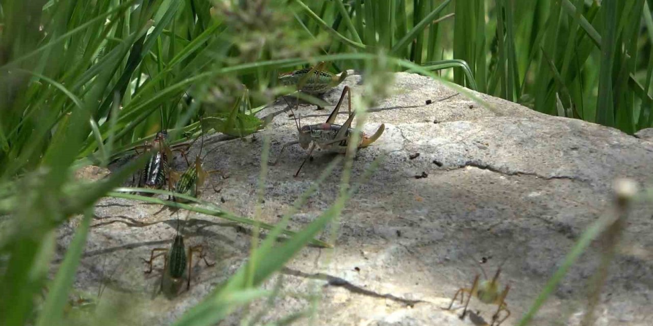 Çekirgelerin istila ettiği köyde vatandaşların mağduriyeti sürüyor