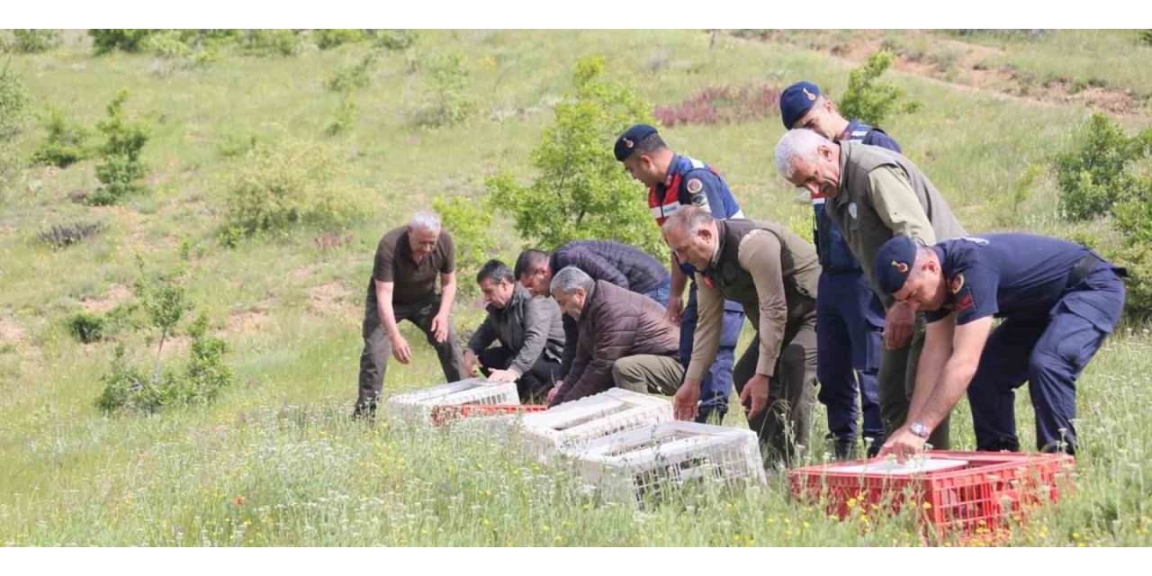 Elazığ’da doğaya keklik salımı yapıldı