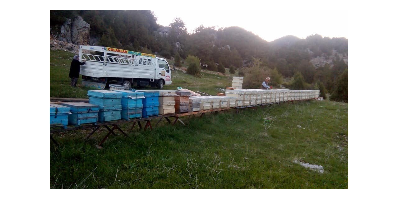 Hava şartları arıları olumsuz etkiledi