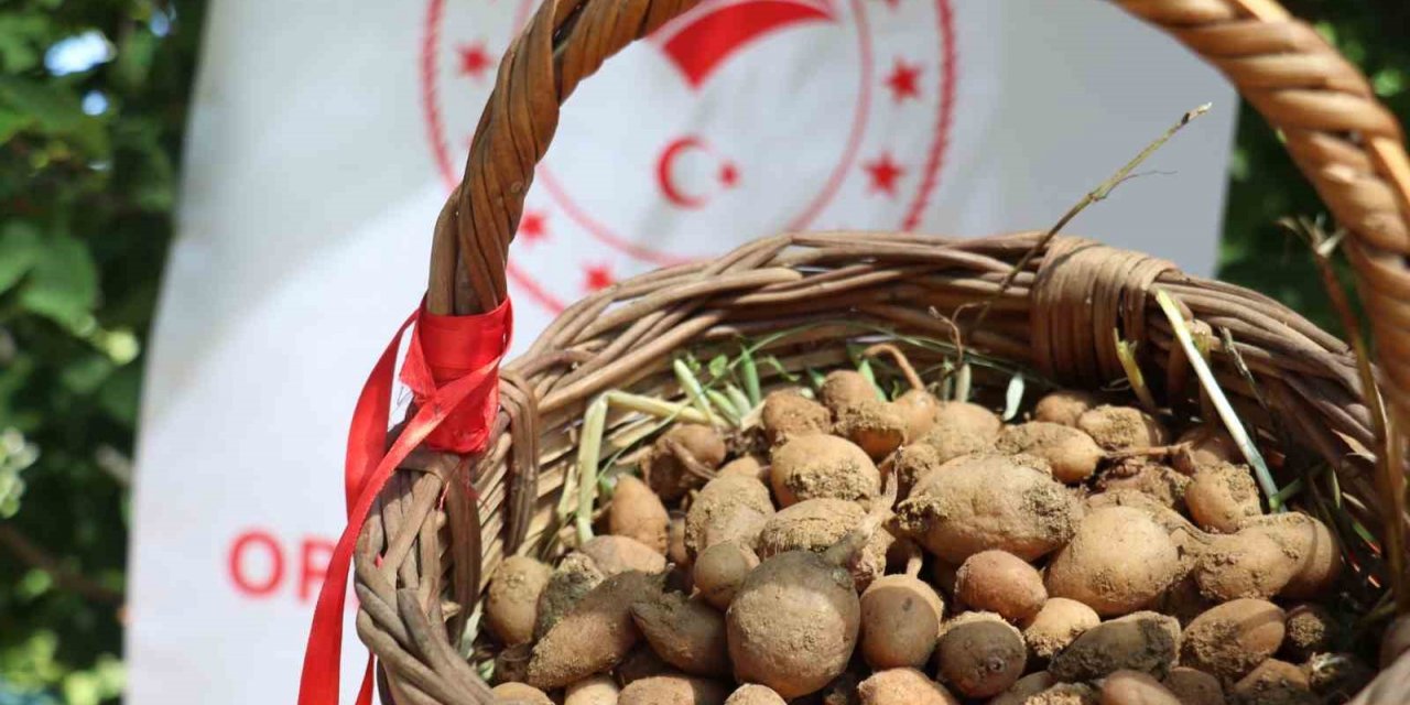 Buca’da salep hasadı yapıldı