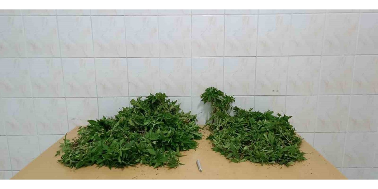 Yasadışı kenevir yetiştiren iki şüpheli adli kontrolle serbest kaldı