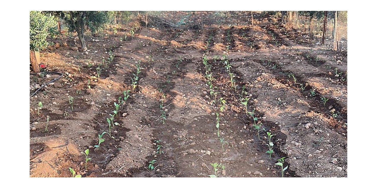 Üreticilere dağıtılan sebze fideleri toprakla buluştu