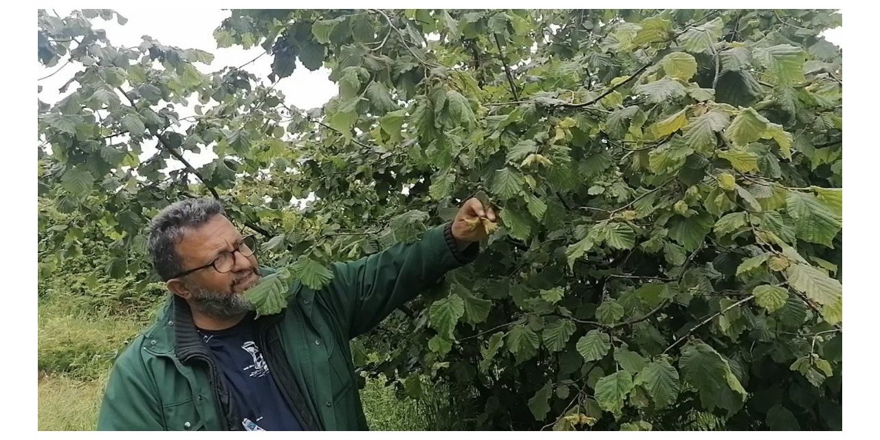 Karadeniz’de sağanak yağışlar ve güneşsiz geçen günler fındık üreticilerini kara kara düşündürüyor