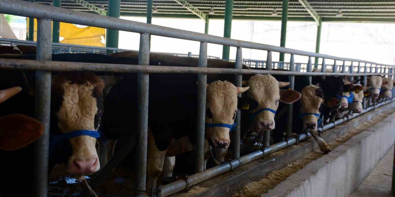 Körfez’de küpesiz hayvan kurban satış alanına alınmayacak