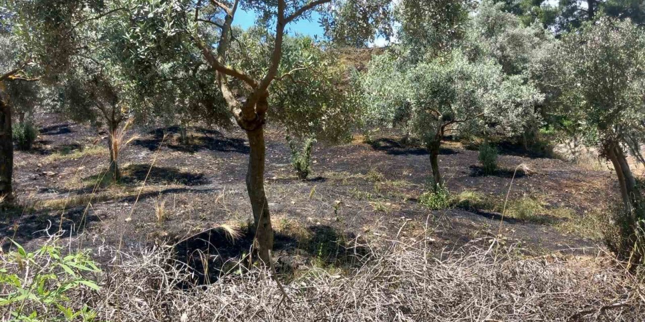 Arazi yangını büyümeden söndürüldü