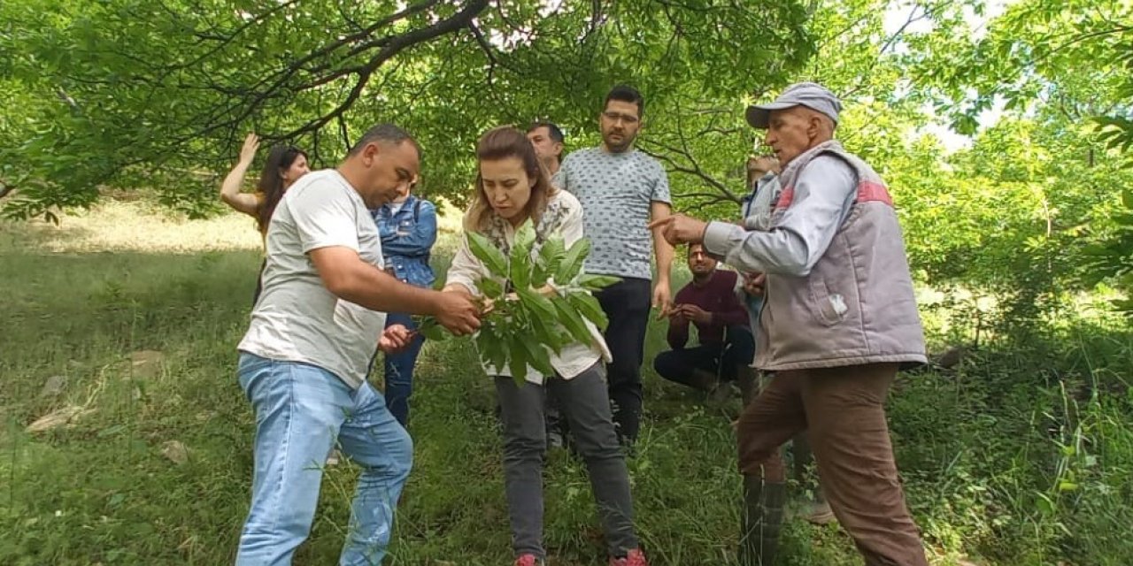 Köşk’te üreticiler Kestane Gal Arısı’na karşı bilgilendiriliyor