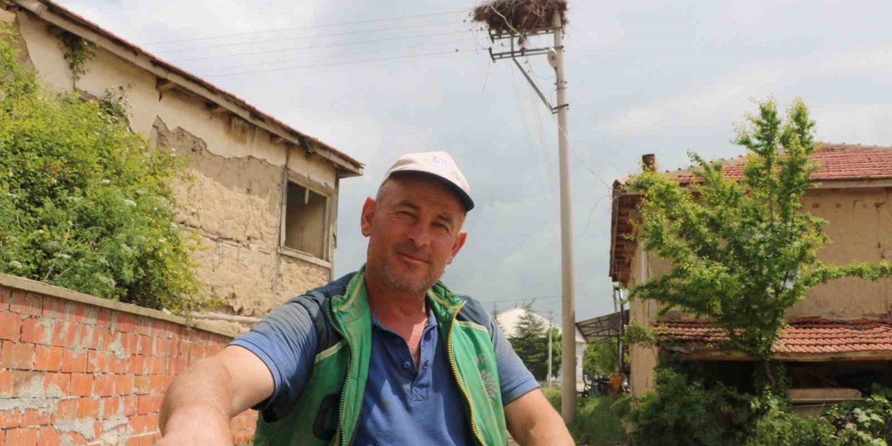 Bu leylekler 15 yıldır aynı yere yuva yapıyor