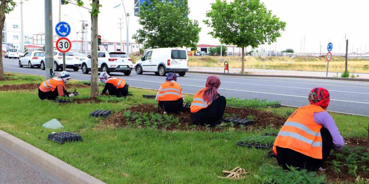 Diyarbakır 700 bin mevsimlik çiçekle süslendirildi