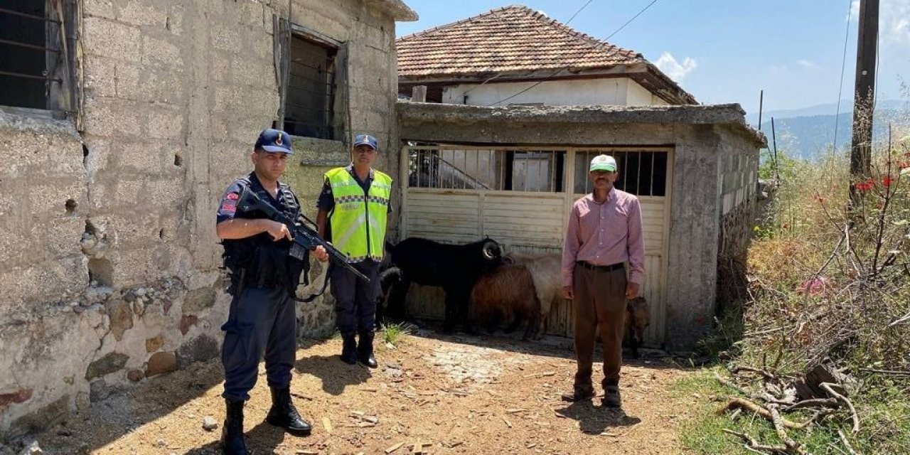 Kaybolan keçileri jandarma buldu