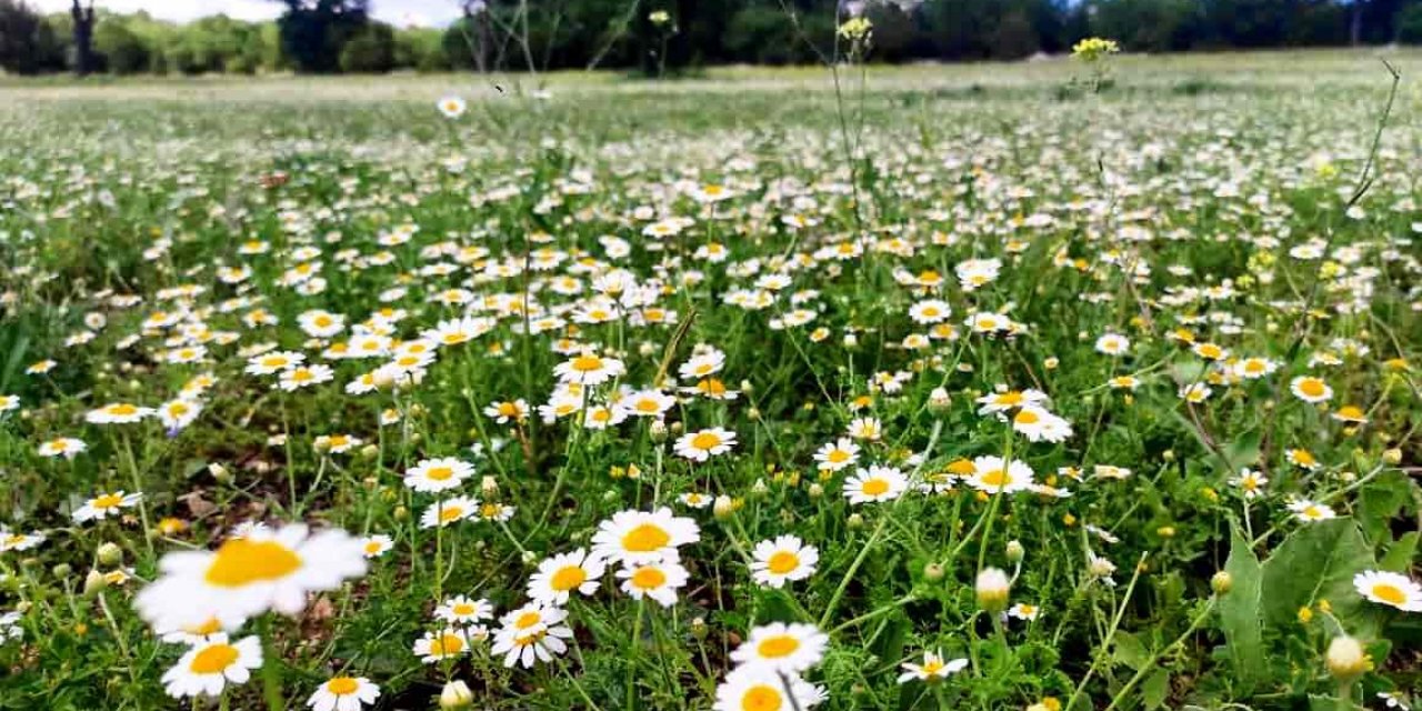 Çiçek açan papatyalar doğayı süsledi