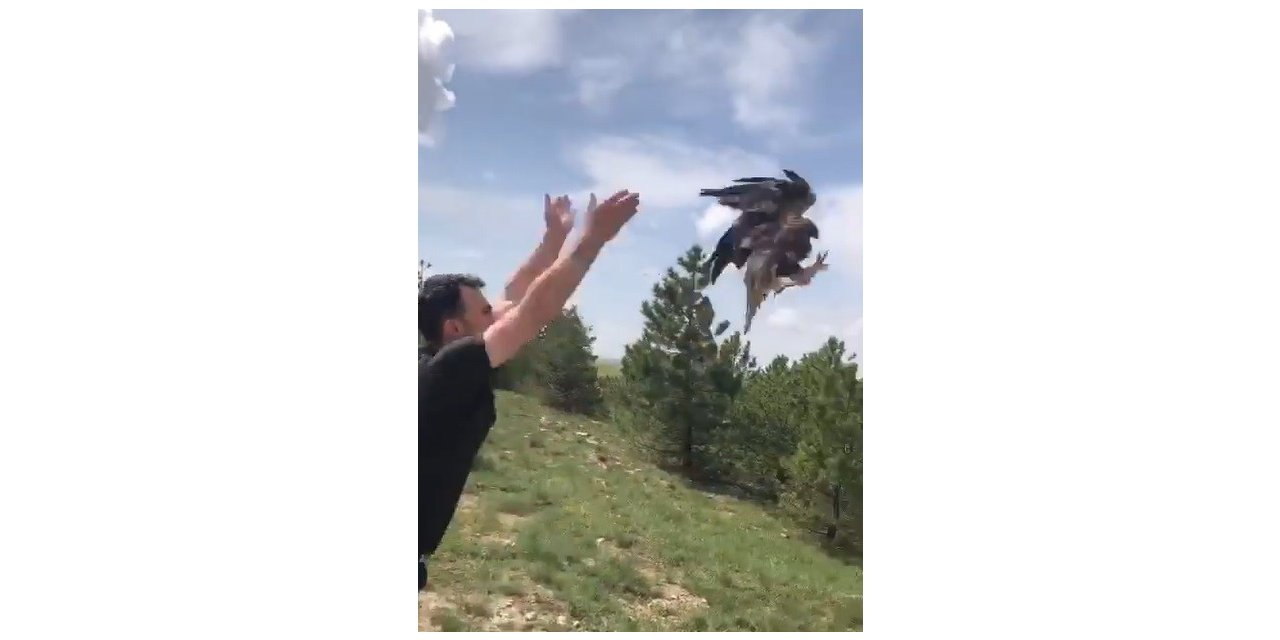 Sıcak çarptı, tedavisinin ardından doğaya salındı