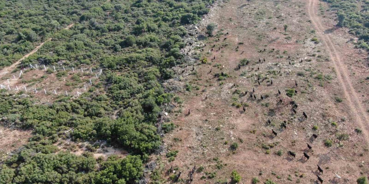 Firari keçiler drone ile bulundu