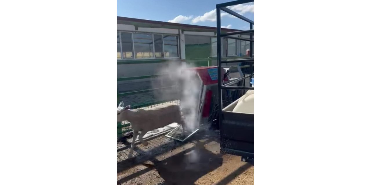 İlaçlanan koyunların sevimlilikleri sosyal medyada büyük ilgi gördü