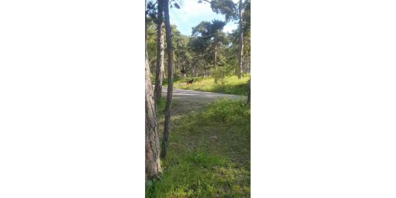 Soğuksu Milli Parkı’nda piknikçilere ayı şoku