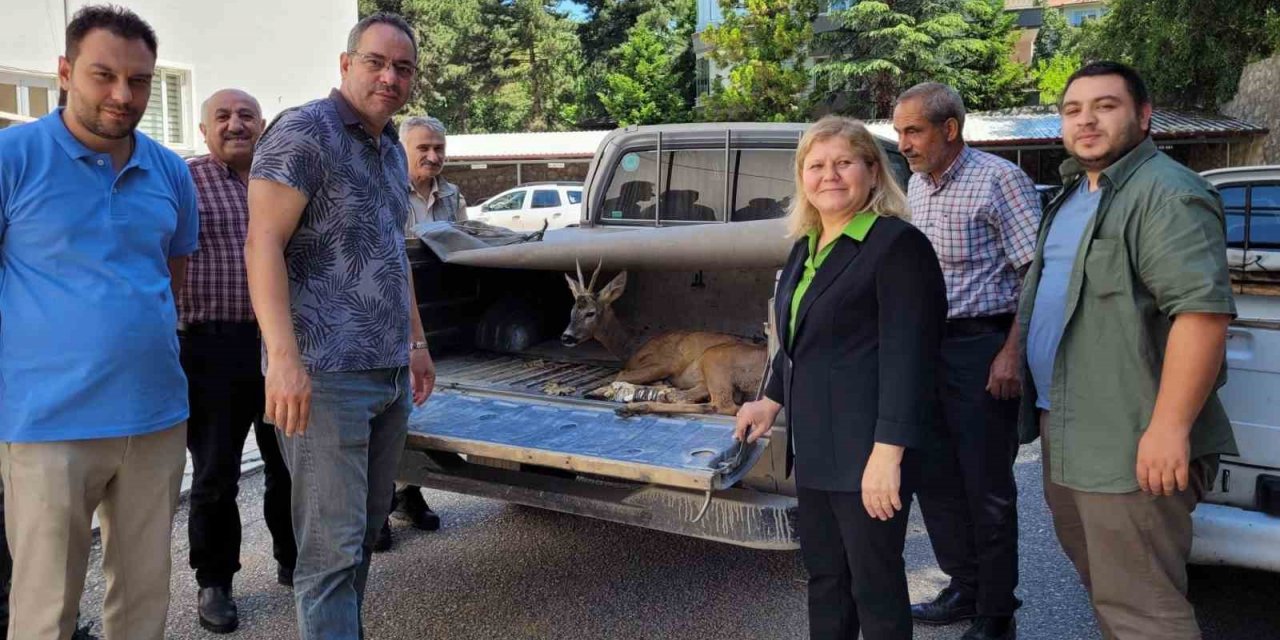 Yaralı karacayı vatandaşlar kurtardı