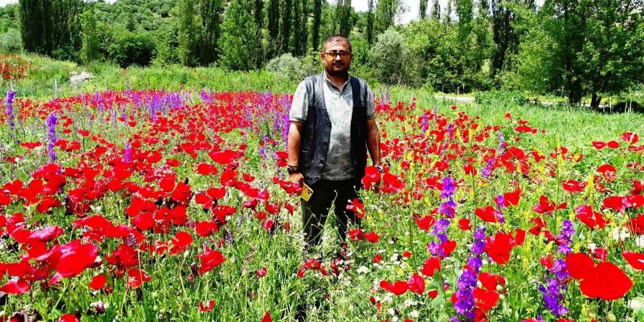 Hisarcık’ta açan gelincikler tarlaları kırmızıya boyadı