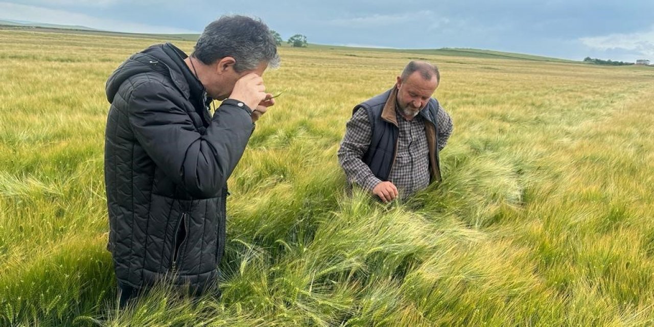 Tekirdağ’da hububat hastalık ve zararlı kontrolleri sürüyor