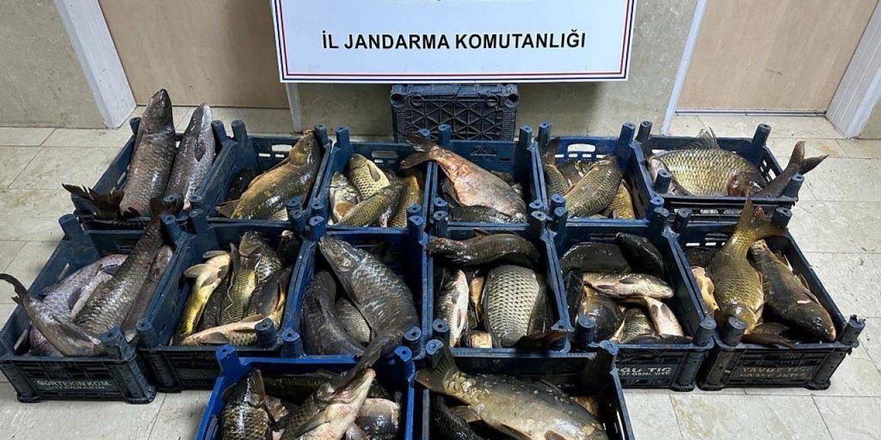 Elazığ’da 1 ton kaçak balık ele geçirildi