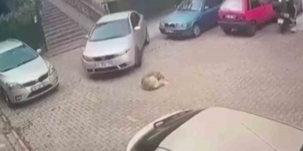 Kartal’da yerde yatan köpeği otomobiliyle ezerek telef etti
