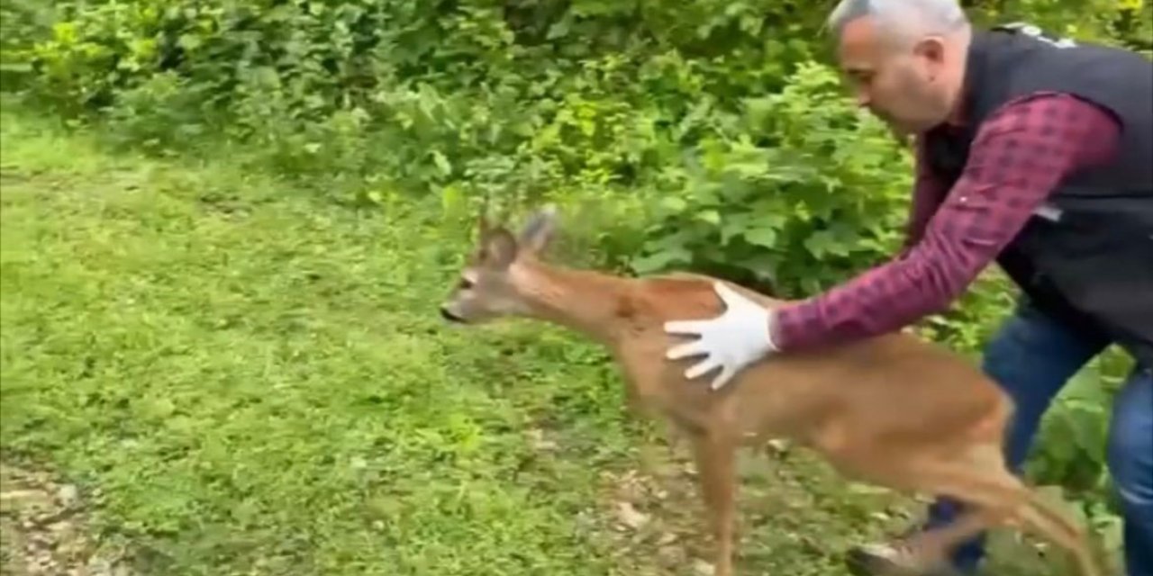 Bitkin halde bulunmuştu yeniden doğaya kavuştu
