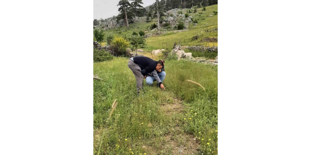 Bitki sağlığı ile ilgili kontroller tamam