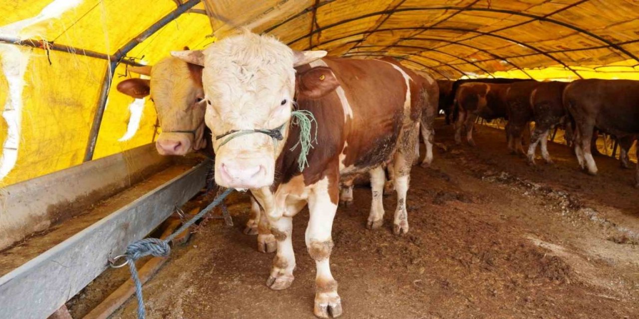 Keçiören’de kurban pazarı kuruldu, satışlar başladı