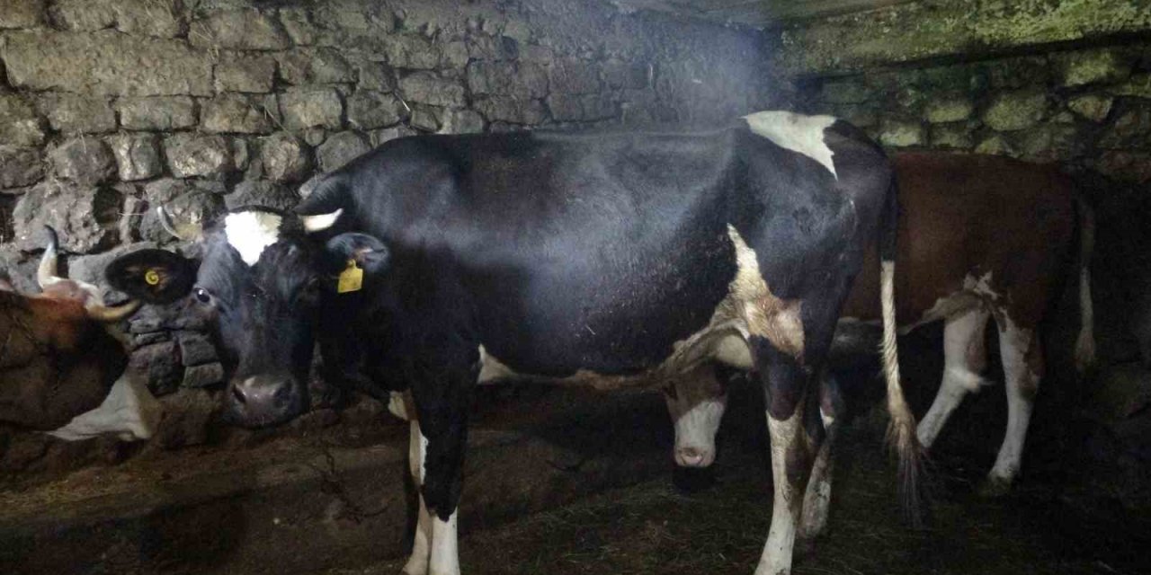 Trabzon’un 85 mahallesine şap hastalığı nedeniyle hayvan giriş ve çıkışı yasaklandı