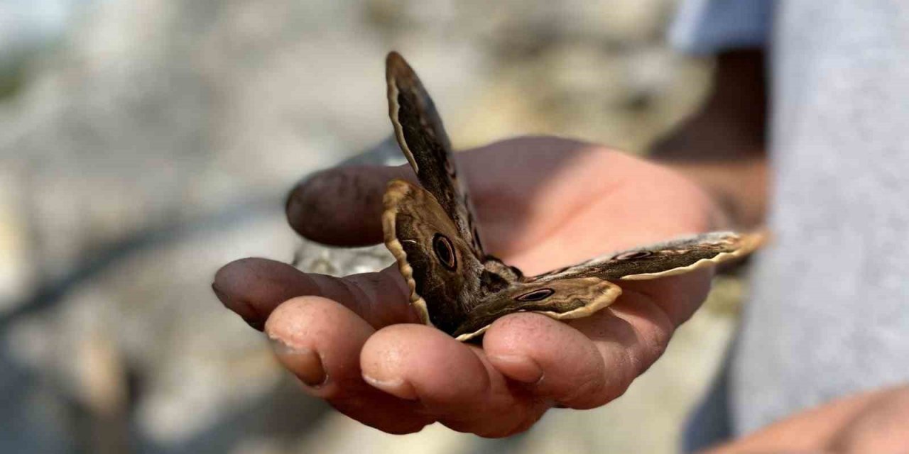 Saha çalışmasında bulduğu kelebek ilgi odağı oldu