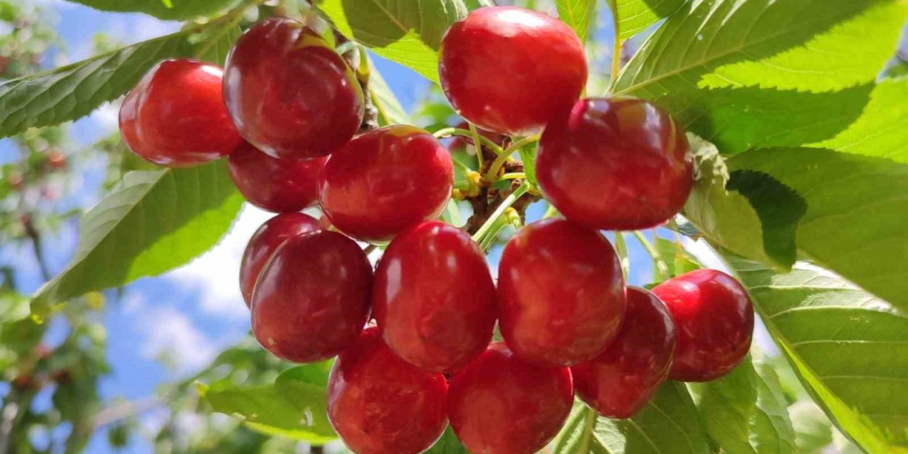 Kiraz hasadında sona gelindi