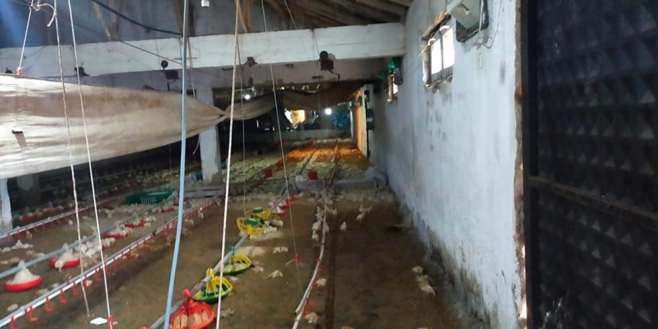 Gediz’de aşırı yağış tavuk çiftliğini vurdu