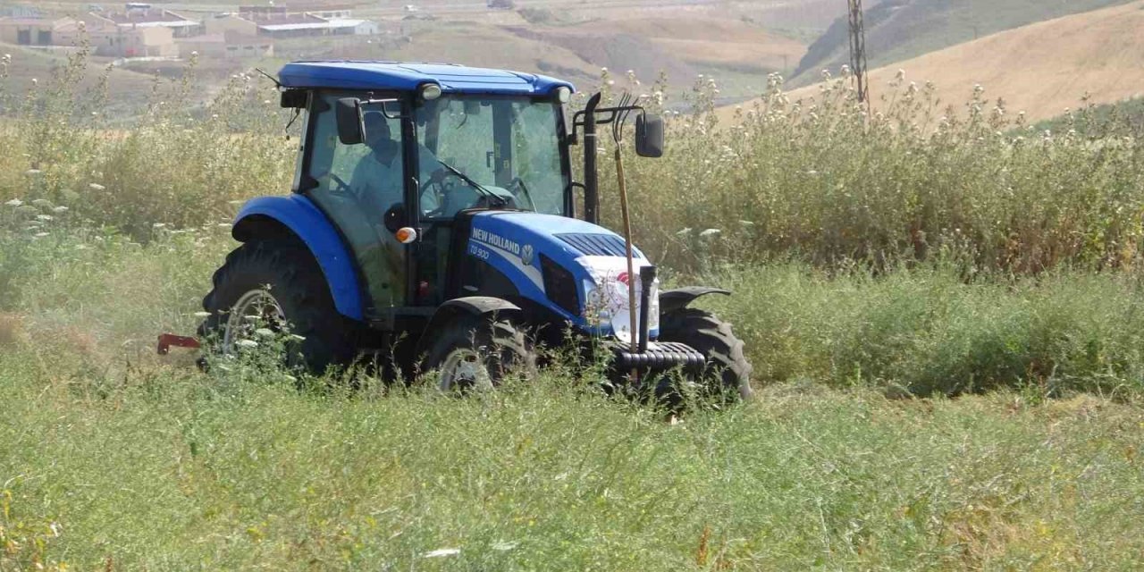 Siirt’te kırmızı mercimekte hasat sürüyor